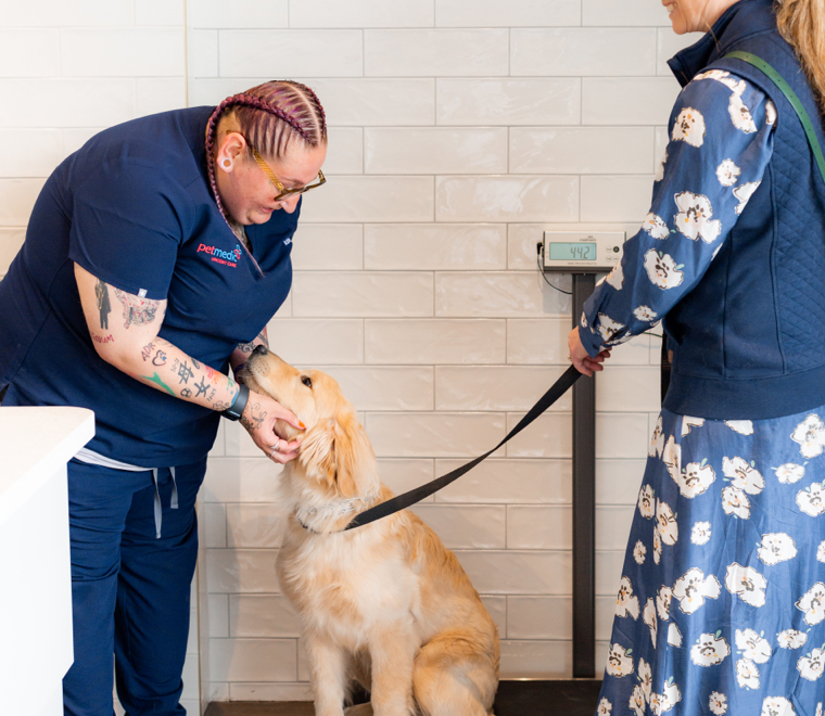 vet partner gabapentin