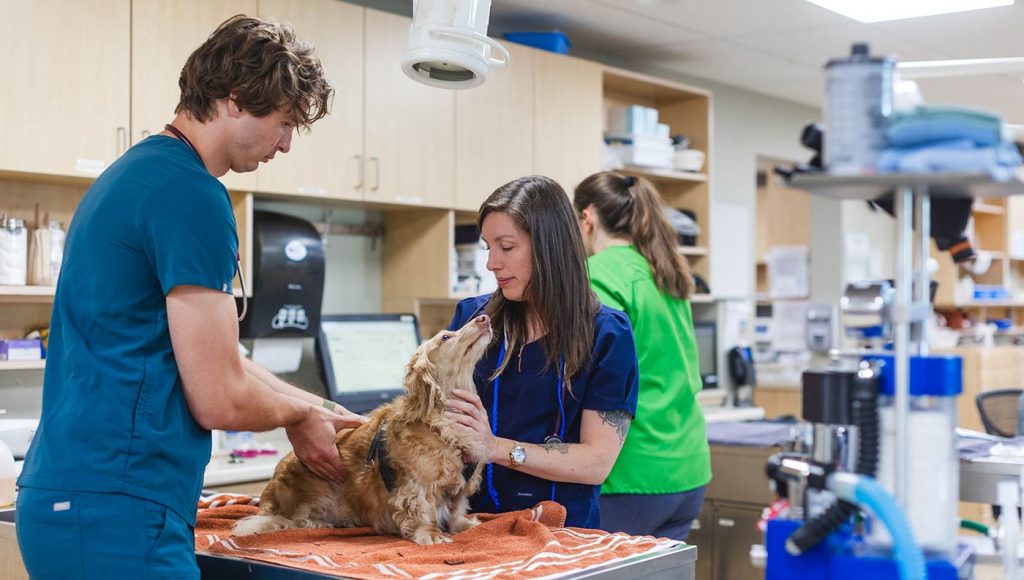 vets with dog on table