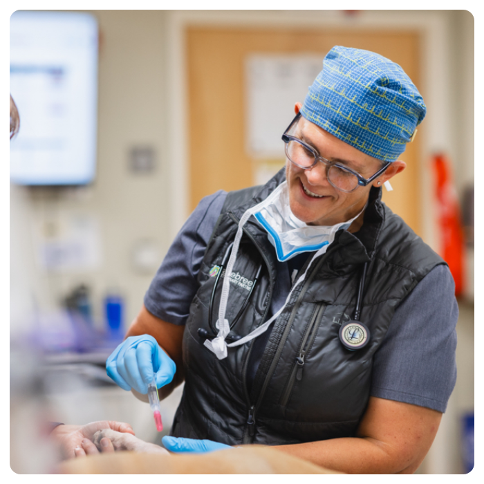 vet working